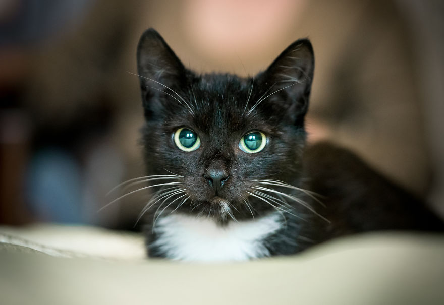 Give Christmas To A Furry Friend