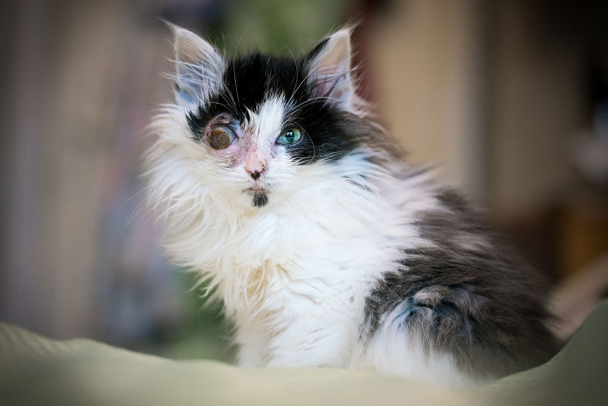 Give Christmas To A Furry Friend