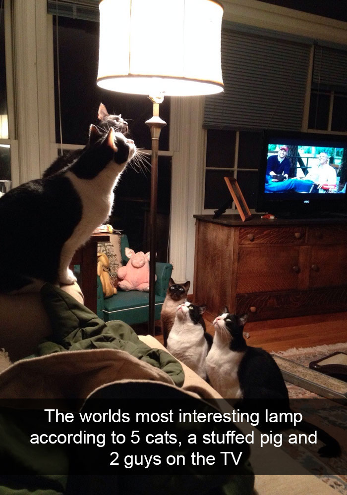 30 Hilarious Cat Snapchats That Are Im-Paw-Sible Not To Laugh At (New Pics) 30 Hilarious Cat Snapchats That Are Im-Paw-Sible Not To Laugh At (New Pics)