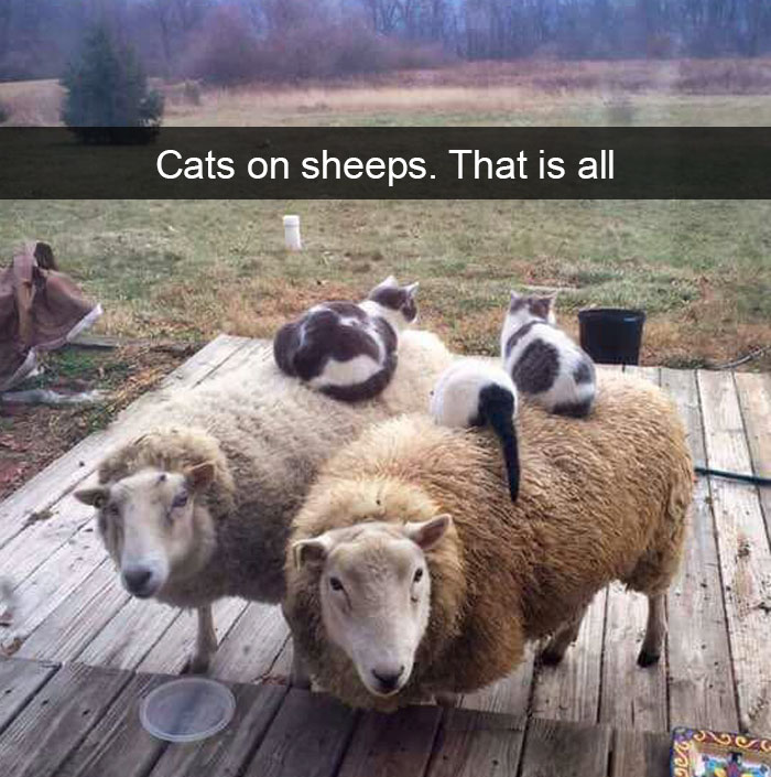 30 Hilarious Cat Snapchats That Are Im-Paw-Sible Not To Laugh At (New Pics) 30 Hilarious Cat Snapchats That Are Im-Paw-Sible Not To Laugh At (New Pics)