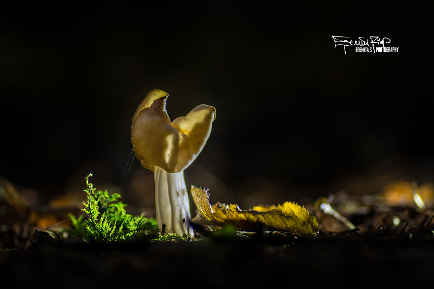 I Wander To The Woods To Photograph Mushrooms I Wander To The Woods To Photograph Mushrooms