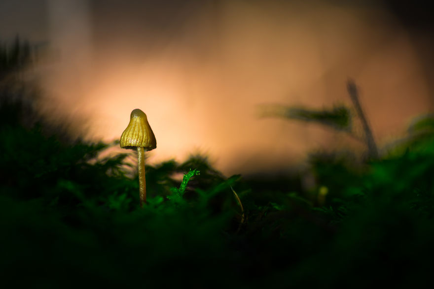 I Wander To The Woods To Photograph Mushrooms I Wander To The Woods To Photograph Mushrooms