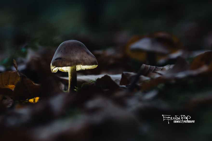 I Wander To The Woods To Photograph Mushrooms I Wander To The Woods To Photograph Mushrooms
