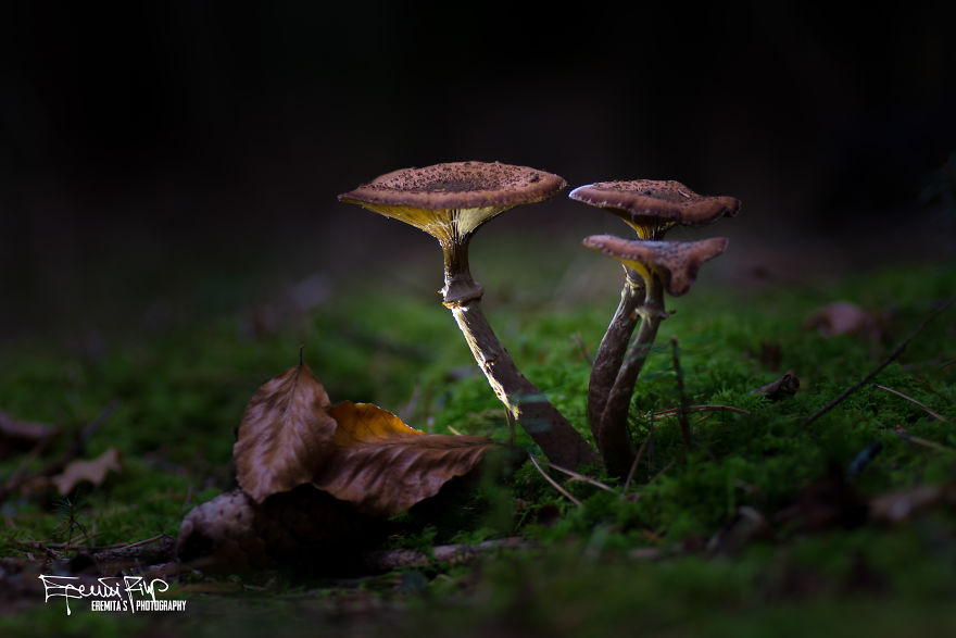 I Wander To The Woods To Photograph Mushrooms I Wander To The Woods To Photograph Mushrooms