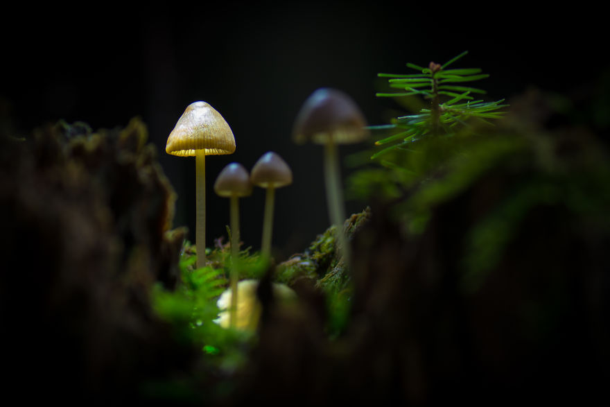 I Wander To The Woods To Photograph Mushrooms I Wander To The Woods To Photograph Mushrooms