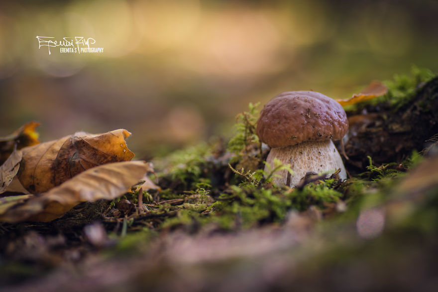 I Wander To The Woods To Photograph Mushrooms I Wander To The Woods To Photograph Mushrooms