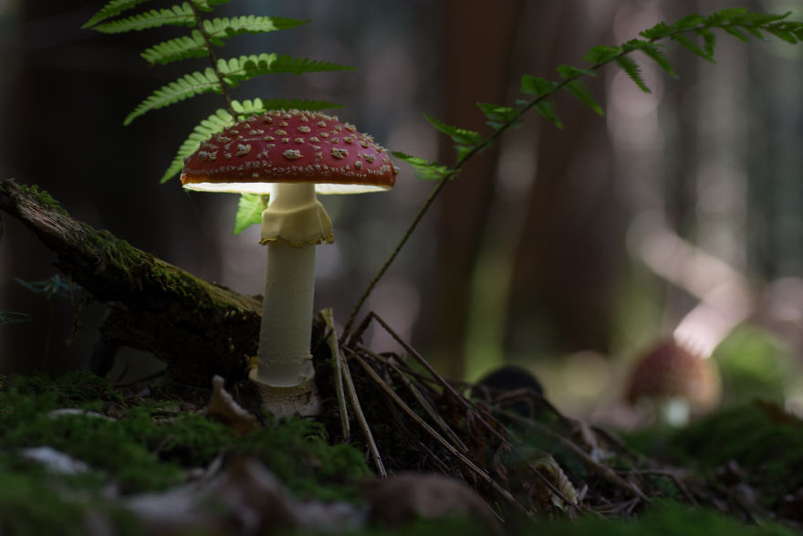 I Wander To The Woods To Photograph Mushrooms I Wander To The Woods To Photograph Mushrooms