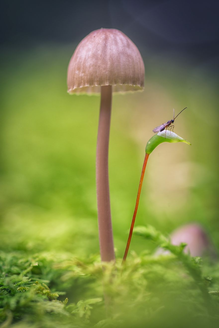 I Wander To The Woods To Photograph Mushrooms I Wander To The Woods To Photograph Mushrooms