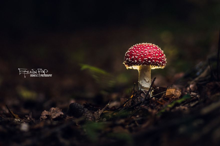 I Wander To The Woods To Photograph Mushrooms I Wander To The Woods To Photograph Mushrooms