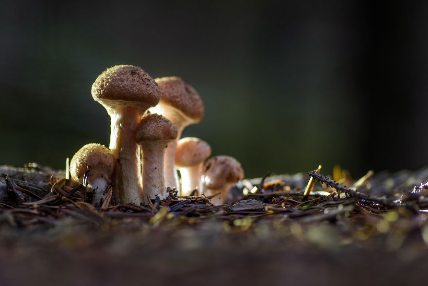 I Wander To The Woods To Photograph Mushrooms I Wander To The Woods To Photograph Mushrooms