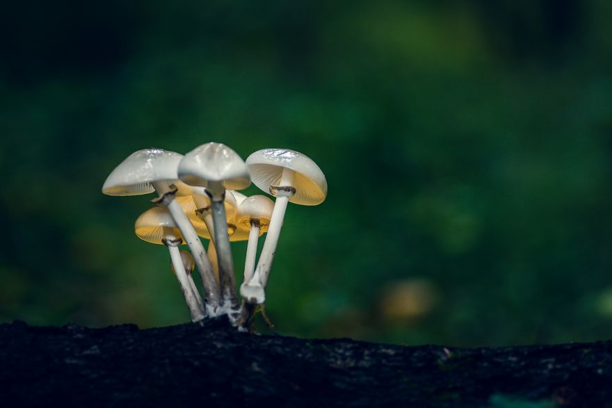 I Wander To The Woods To Photograph Mushrooms I Wander To The Woods To Photograph Mushrooms
