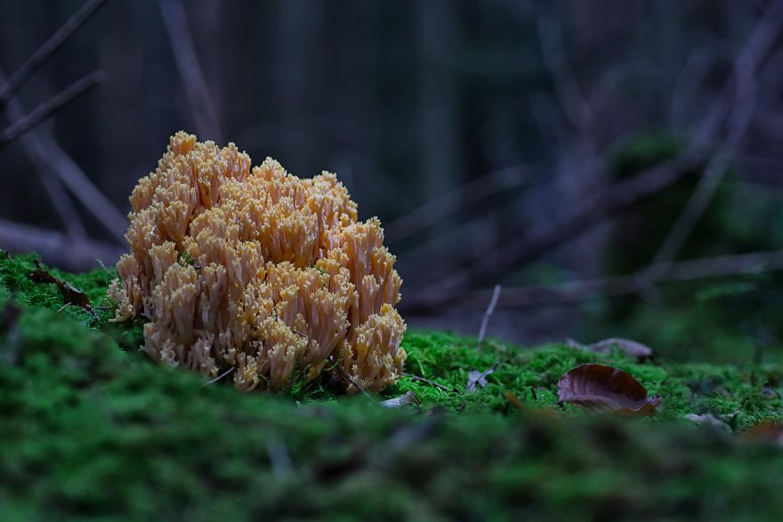 I Wander To The Woods To Photograph Mushrooms I Wander To The Woods To Photograph Mushrooms