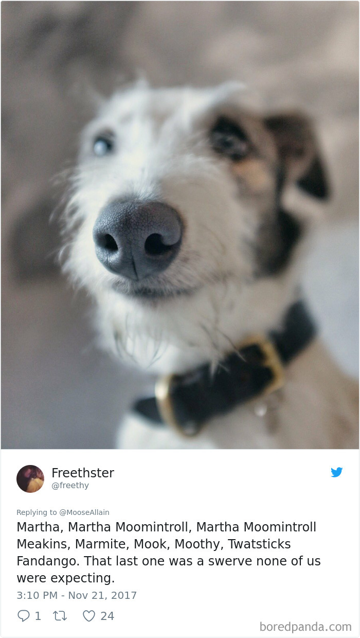 People Are Sharing The Names They Now Call Their Pets Instead Of The Original One, And It’s Hilarious People Are Sharing The Names They Now Call Their Pets Instead Of The Original One, And It’s Hilarious