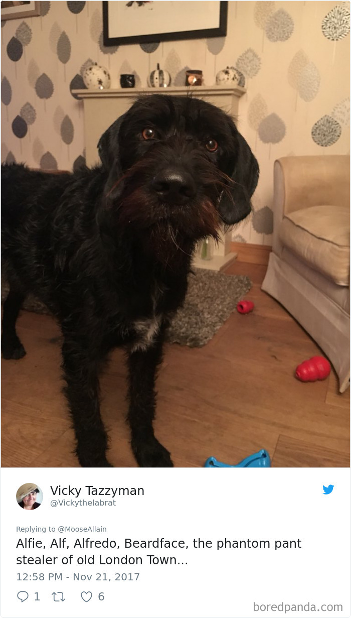 People Are Sharing The Names They Now Call Their Pets Instead Of The Original One, And It’s Hilarious People Are Sharing The Names They Now Call Their Pets Instead Of The Original One, And It’s Hilarious