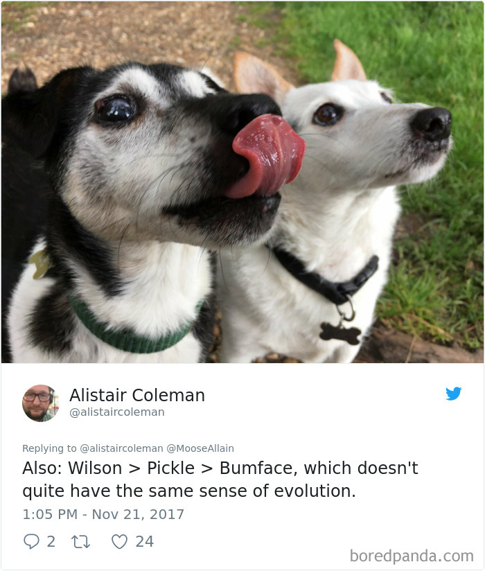 People Are Sharing The Names They Now Call Their Pets Instead Of The Original One, And It’s Hilarious People Are Sharing The Names They Now Call Their Pets Instead Of The Original One, And It’s Hilarious