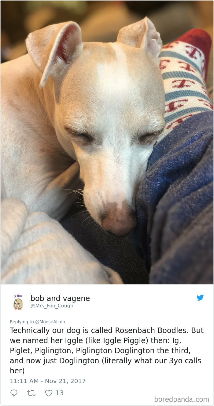 People Are Sharing The Names They Now Call Their Pets Instead Of The Original One, And It’s Hilarious People Are Sharing The Names They Now Call Their Pets Instead Of The Original One, And It’s Hilarious