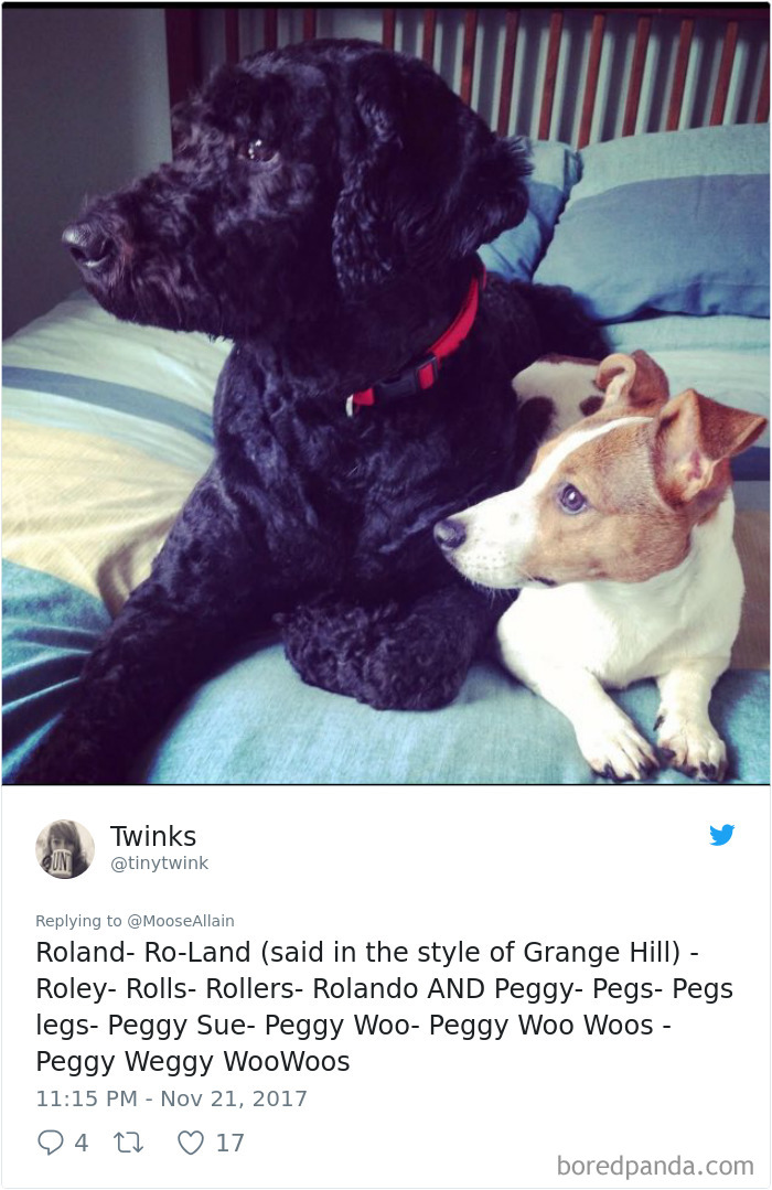 People Are Sharing The Names They Now Call Their Pets Instead Of The Original One, And It’s Hilarious People Are Sharing The Names They Now Call Their Pets Instead Of The Original One, And It’s Hilarious
