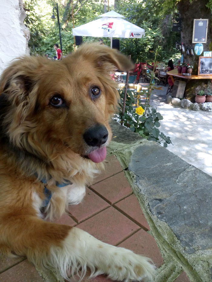 People Are Sharing The Names They Now Call Their Pets Instead Of The Original One, And It’s Hilarious People Are Sharing The Names They Now Call Their Pets Instead Of The Original One, And It’s Hilarious