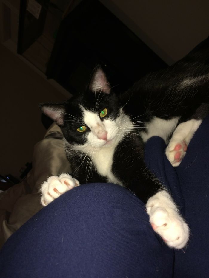 People Are Sharing The Names They Now Call Their Pets Instead Of The Original One, And It’s Hilarious People Are Sharing The Names They Now Call Their Pets Instead Of The Original One, And It’s Hilarious