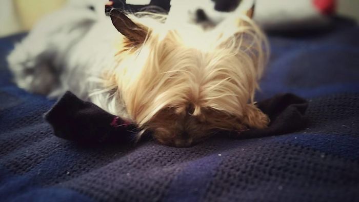 People Are Sharing The Names They Now Call Their Pets Instead Of The Original One, And It’s Hilarious People Are Sharing The Names They Now Call Their Pets Instead Of The Original One, And It’s Hilarious