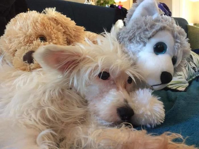 People Are Sharing The Names They Now Call Their Pets Instead Of The Original One, And It’s Hilarious People Are Sharing The Names They Now Call Their Pets Instead Of The Original One, And It’s Hilarious