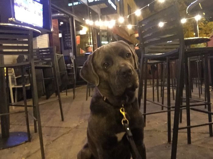 People Are Sharing The Names They Now Call Their Pets Instead Of The Original One, And It’s Hilarious People Are Sharing The Names They Now Call Their Pets Instead Of The Original One, And It’s Hilarious