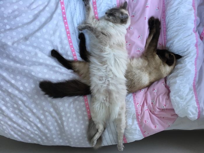 People Are Sharing The Names They Now Call Their Pets Instead Of The Original One, And It’s Hilarious People Are Sharing The Names They Now Call Their Pets Instead Of The Original One, And It’s Hilarious