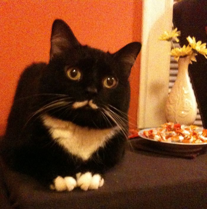 People Are Sharing The Names They Now Call Their Pets Instead Of The Original One, And It’s Hilarious People Are Sharing The Names They Now Call Their Pets Instead Of The Original One, And It’s Hilarious