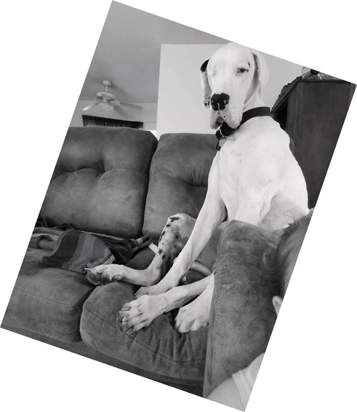 People Are Sharing The Names They Now Call Their Pets Instead Of The Original One, And It’s Hilarious People Are Sharing The Names They Now Call Their Pets Instead Of The Original One, And It’s Hilarious