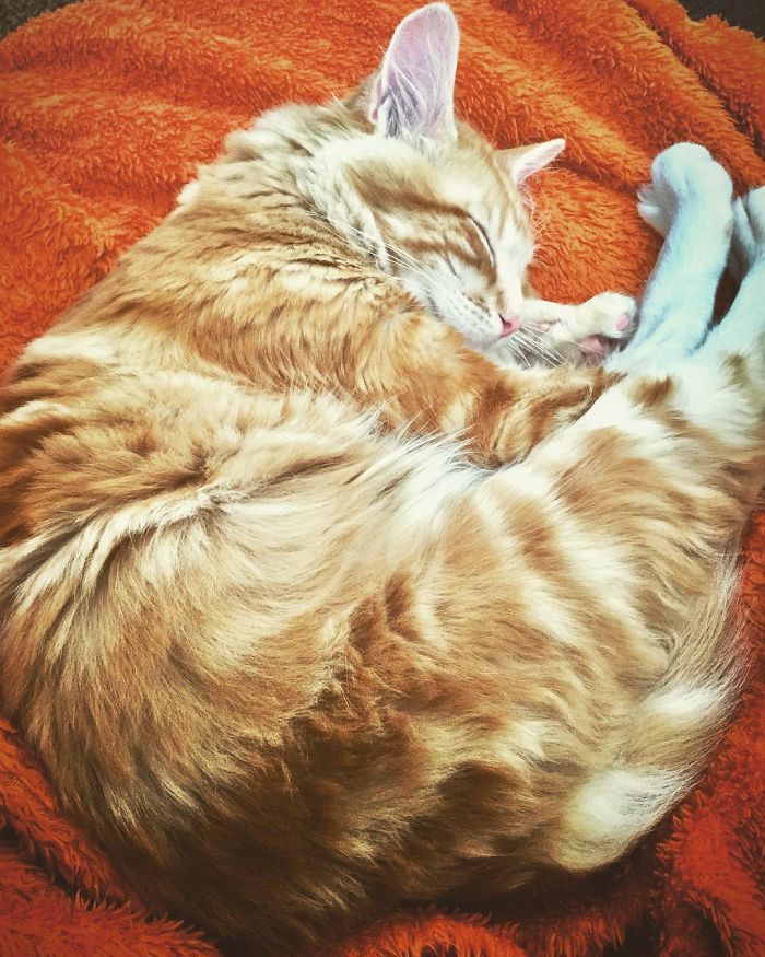 People Are Sharing The Names They Now Call Their Pets Instead Of The Original One, And It’s Hilarious People Are Sharing The Names They Now Call Their Pets Instead Of The Original One, And It’s Hilarious