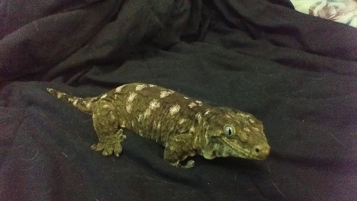 People Are Sharing The Names They Now Call Their Pets Instead Of The Original One, And It’s Hilarious People Are Sharing The Names They Now Call Their Pets Instead Of The Original One, And It’s Hilarious