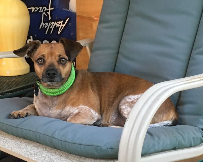 People Are Sharing The Names They Now Call Their Pets Instead Of The Original One, And It’s Hilarious People Are Sharing The Names They Now Call Their Pets Instead Of The Original One, And It’s Hilarious