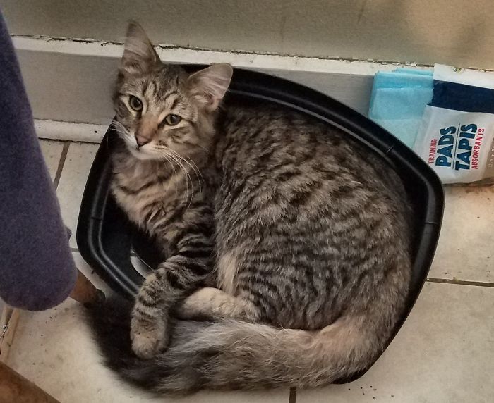 People Are Sharing The Names They Now Call Their Pets Instead Of The Original One, And It’s Hilarious People Are Sharing The Names They Now Call Their Pets Instead Of The Original One, And It’s Hilarious