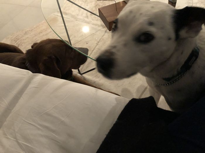 People Are Sharing The Names They Now Call Their Pets Instead Of The Original One, And It’s Hilarious People Are Sharing The Names They Now Call Their Pets Instead Of The Original One, And It’s Hilarious