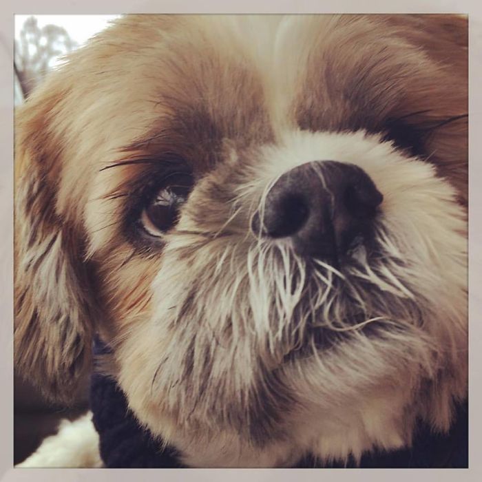 People Are Sharing The Names They Now Call Their Pets Instead Of The Original One, And It’s Hilarious People Are Sharing The Names They Now Call Their Pets Instead Of The Original One, And It’s Hilarious