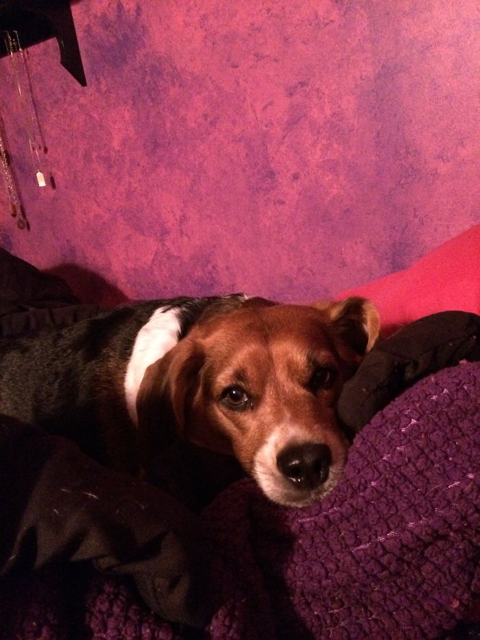 People Are Sharing The Names They Now Call Their Pets Instead Of The Original One, And It’s Hilarious People Are Sharing The Names They Now Call Their Pets Instead Of The Original One, And It’s Hilarious