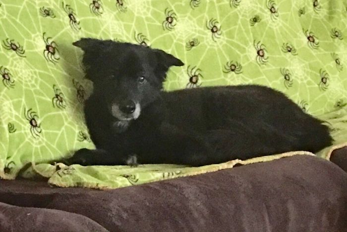 People Are Sharing The Names They Now Call Their Pets Instead Of The Original One, And It’s Hilarious People Are Sharing The Names They Now Call Their Pets Instead Of The Original One, And It’s Hilarious