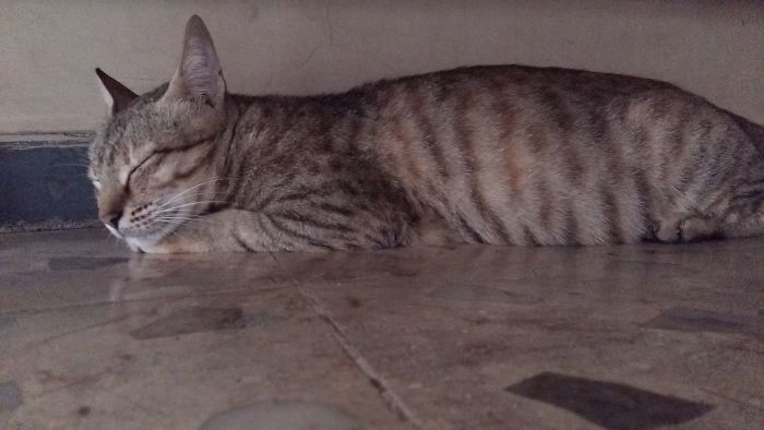 People Are Sharing The Names They Now Call Their Pets Instead Of The Original One, And It’s Hilarious People Are Sharing The Names They Now Call Their Pets Instead Of The Original One, And It’s Hilarious