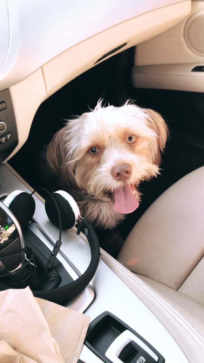 People Are Sharing The Names They Now Call Their Pets Instead Of The Original One, And It’s Hilarious People Are Sharing The Names They Now Call Their Pets Instead Of The Original One, And It’s Hilarious