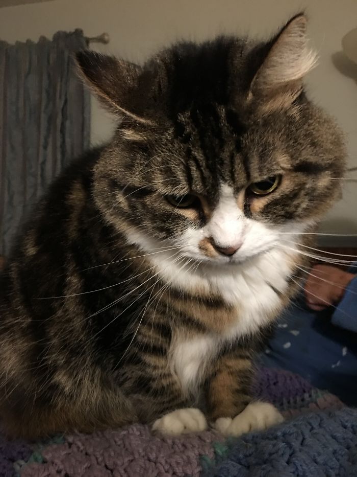 People Are Sharing The Names They Now Call Their Pets Instead Of The Original One, And It’s Hilarious People Are Sharing The Names They Now Call Their Pets Instead Of The Original One, And It’s Hilarious