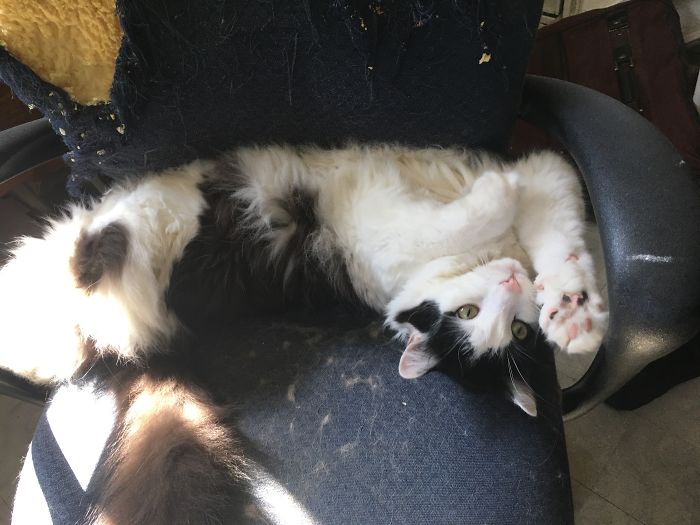 People Are Sharing The Names They Now Call Their Pets Instead Of The Original One, And It’s Hilarious People Are Sharing The Names They Now Call Their Pets Instead Of The Original One, And It’s Hilarious