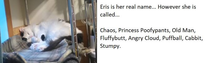 People Are Sharing The Names They Now Call Their Pets Instead Of The Original One, And It’s Hilarious People Are Sharing The Names They Now Call Their Pets Instead Of The Original One, And It’s Hilarious