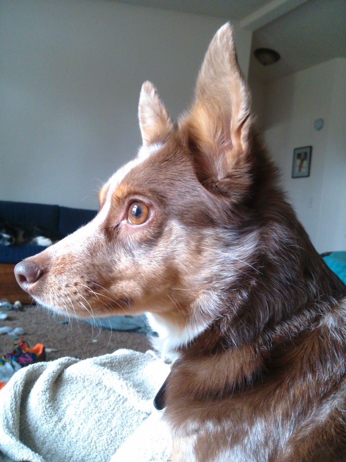 People Are Sharing The Names They Now Call Their Pets Instead Of The Original One, And It’s Hilarious People Are Sharing The Names They Now Call Their Pets Instead Of The Original One, And It’s Hilarious