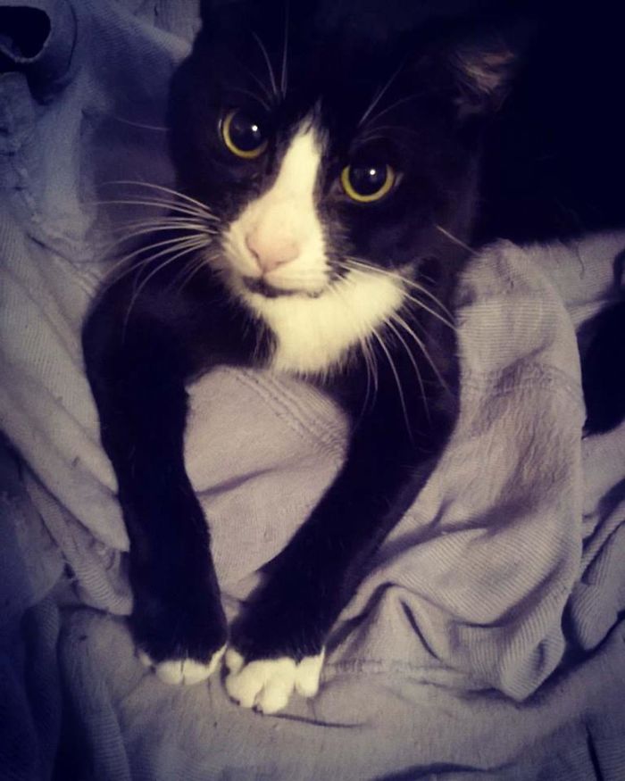 People Are Sharing The Names They Now Call Their Pets Instead Of The Original One, And It’s Hilarious People Are Sharing The Names They Now Call Their Pets Instead Of The Original One, And It’s Hilarious