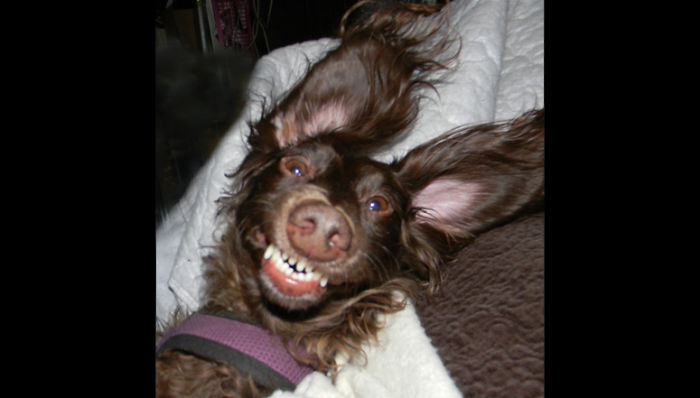 People Are Sharing The Names They Now Call Their Pets Instead Of The Original One, And It’s Hilarious People Are Sharing The Names They Now Call Their Pets Instead Of The Original One, And It’s Hilarious