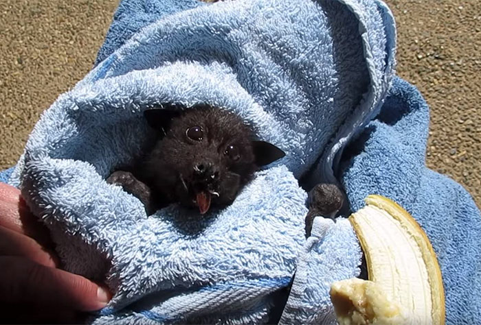 Rescued Baby Bat Stuffs Her Cheeks With Banana After Being Hit By Car, And This Video Will Make Your Day