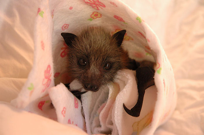 Rescued Baby Bat Stuffs Her Cheeks With Banana After Being Hit By Car, And This Video Will Make Your Day