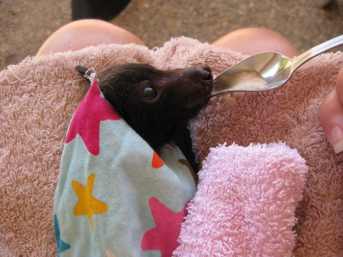 Rescued Baby Bat Stuffs Her Cheeks With Banana After Being Hit By Car, And This Video Will Make Your Day