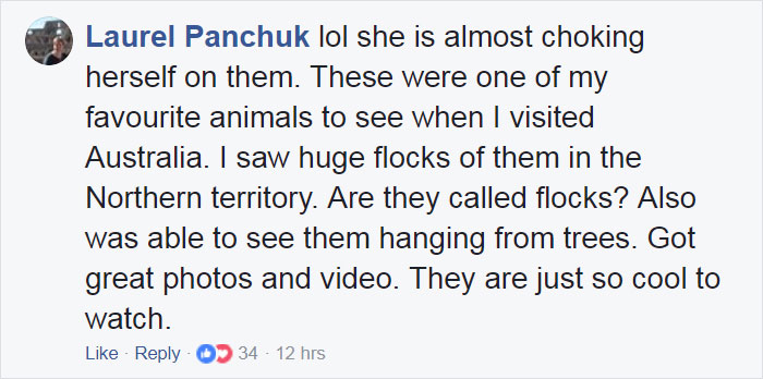 Rescued Baby Bat Stuffs Her Cheeks With Banana After Being Hit By Car, And This Video Will Make Your Day