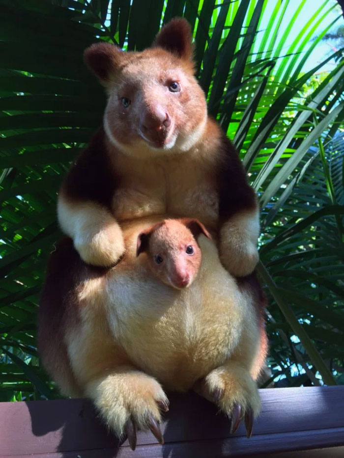 Turns Out Tree-Kangaroos Exist, And It’s Impossible To Scroll Down This List Without Smiling Turns Out Tree-Kangaroos Exist, And It’s Impossible To Scroll Down This List Without Smiling